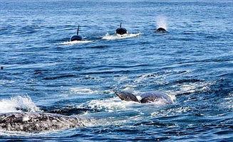 杀鲸图片,触目惊心的杀鲸瞬间